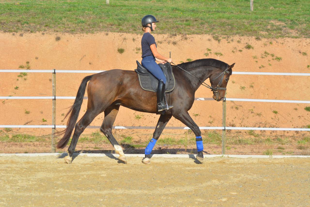 KWPN 7 ans loisirs