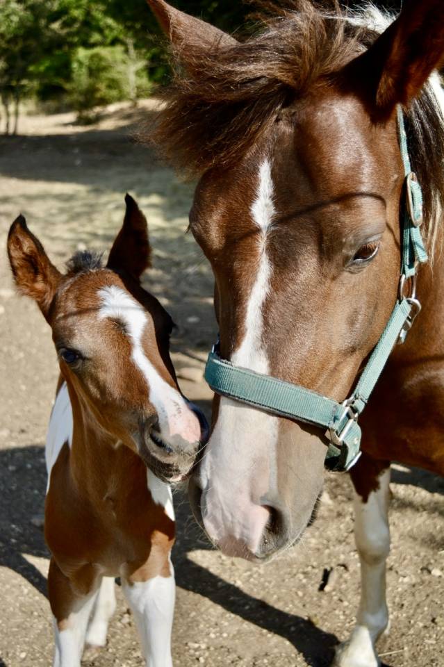 Poulain 2025 DSA 50%