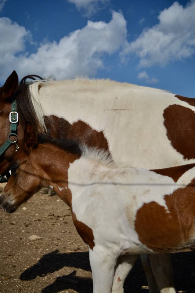 Poulain 2025 DSA 50%