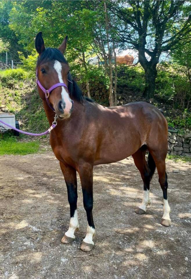 Poulain 2025 DSA 50%