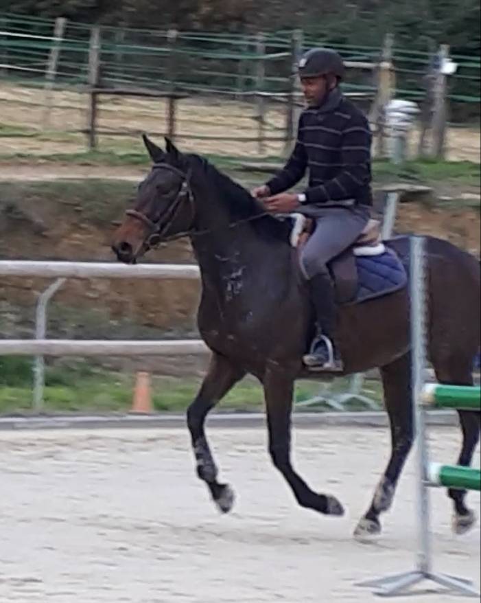 Demi-pension cheval 