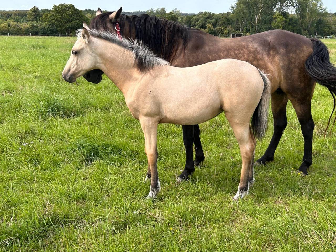 vends Pouliche Pandora des sires, PFS isabelle pour cso