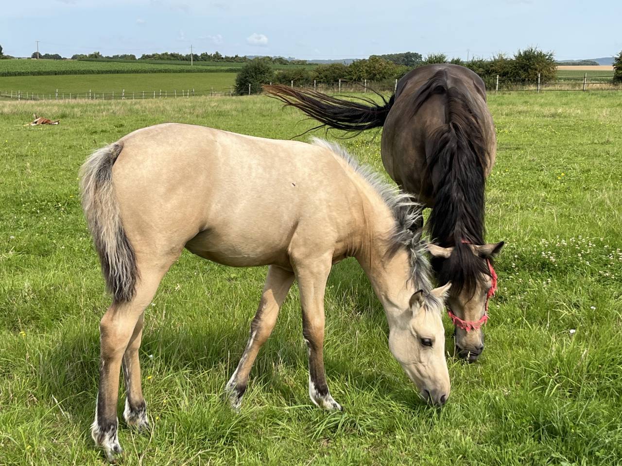 vends Pouliche Pandora des sires, PFS isabelle pour cso