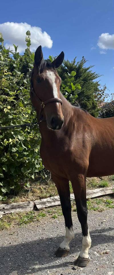 Beau 3 ans ! Qody St Aubert x Contact Van de Heffinck