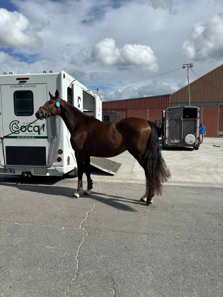 Beau 3 ans ! Qody St Aubert x Contact Van de Heffinck
