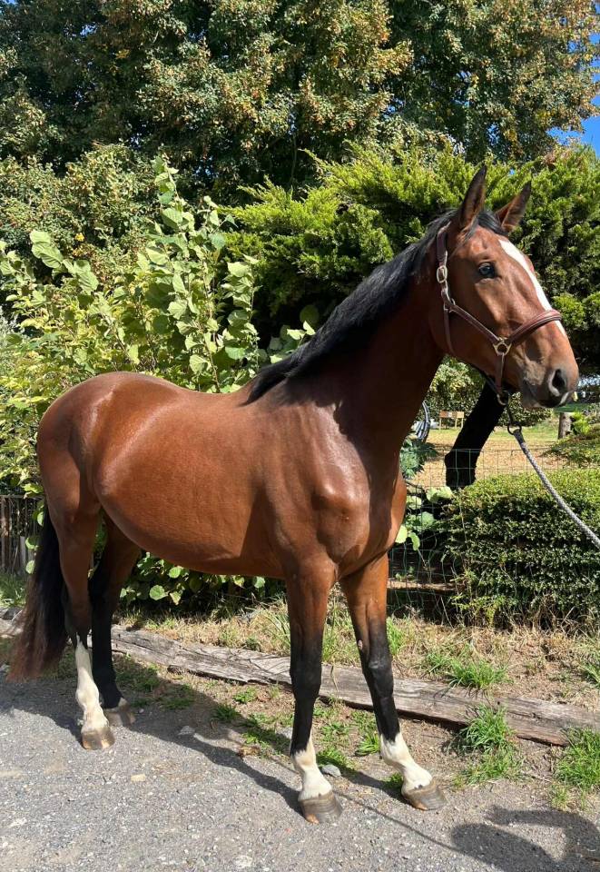 Beau 3 ans ! Qody St Aubert x Contact Van de Heffinck