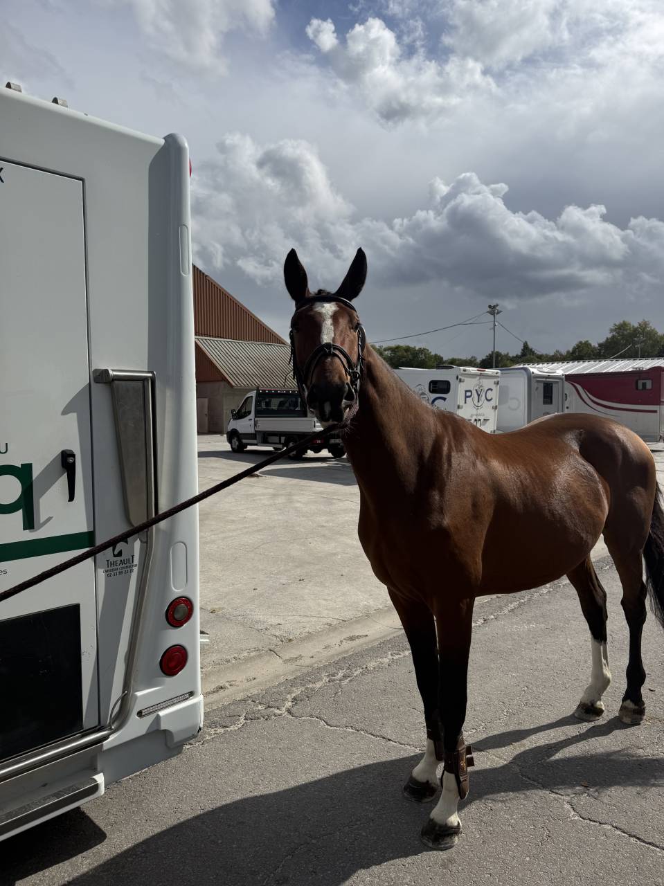 Beau 3 ans ! Qody St Aubert x Contact Van de Heffinck