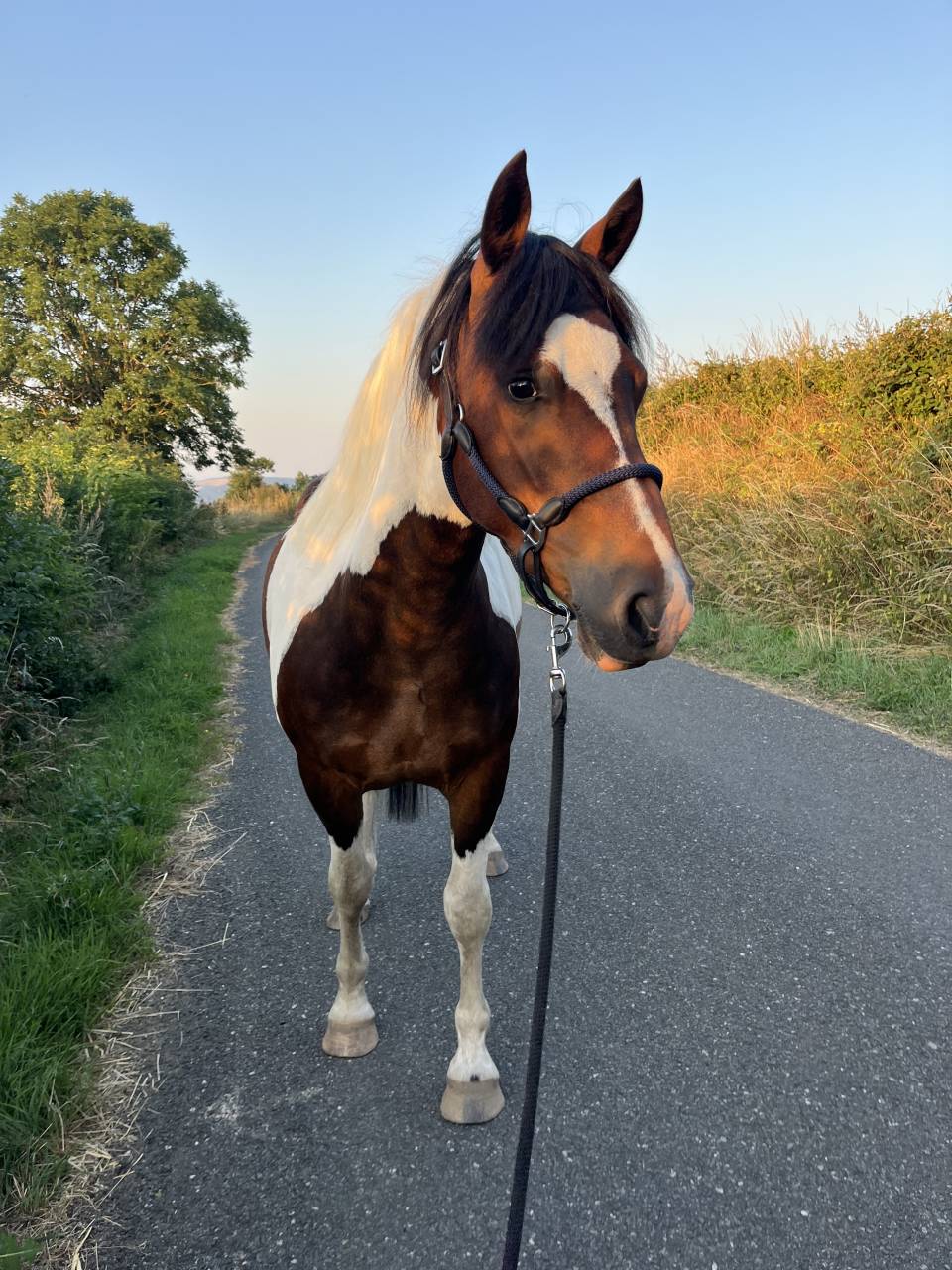 RECHERCHE DP PONEY BORDEAUX