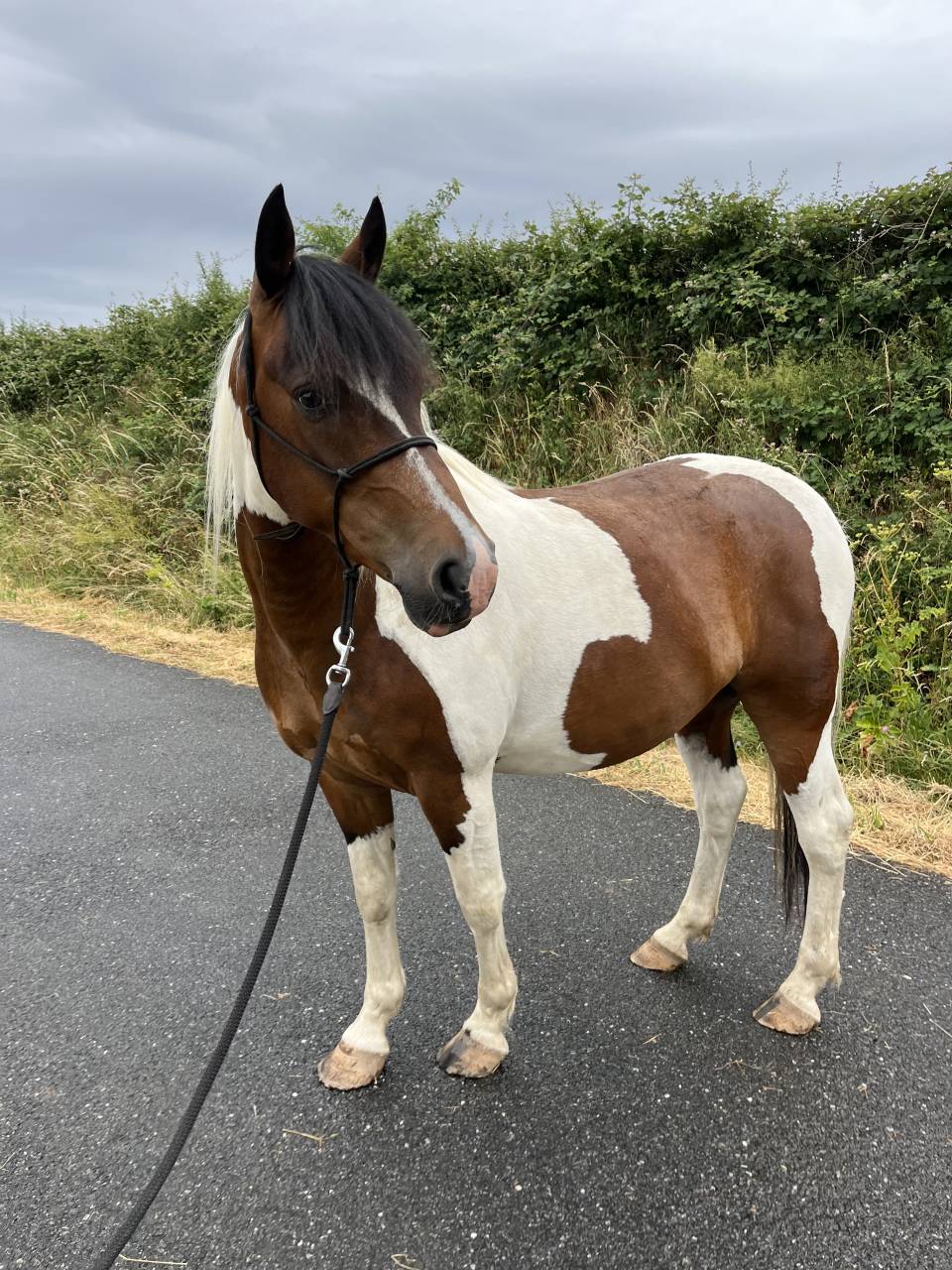 RECHERCHE DP PONEY BORDEAUX