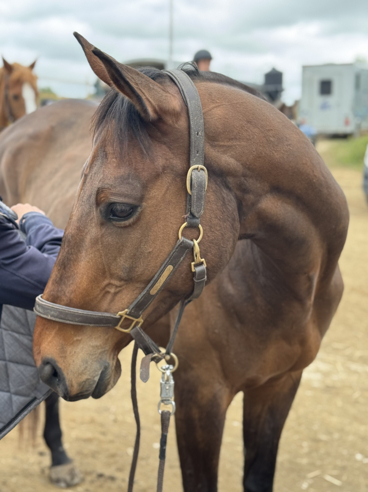 Cheval Pur Sang Hongre