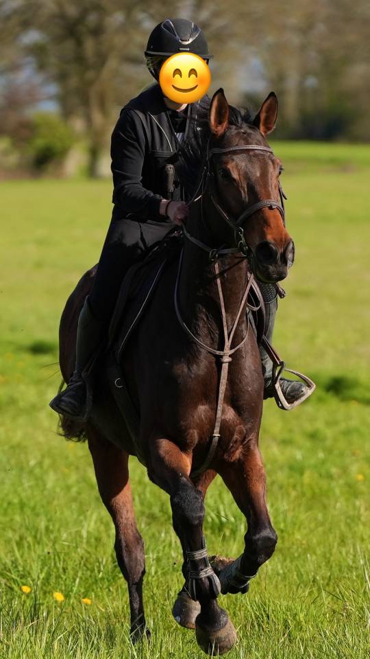 Cheval Pur Sang Hongre