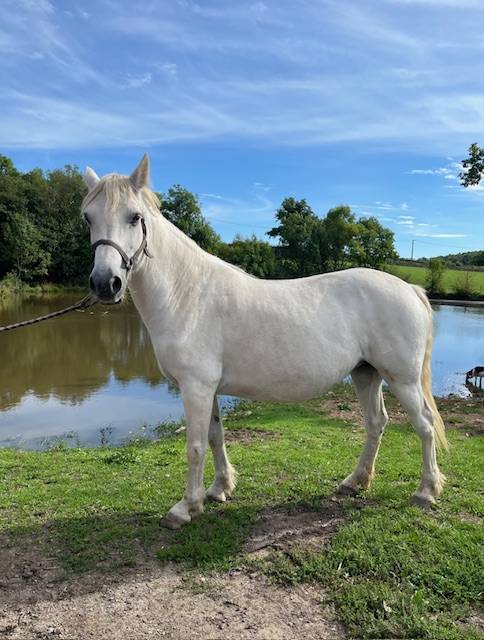 PONEY CONNEMARA POULINIERE