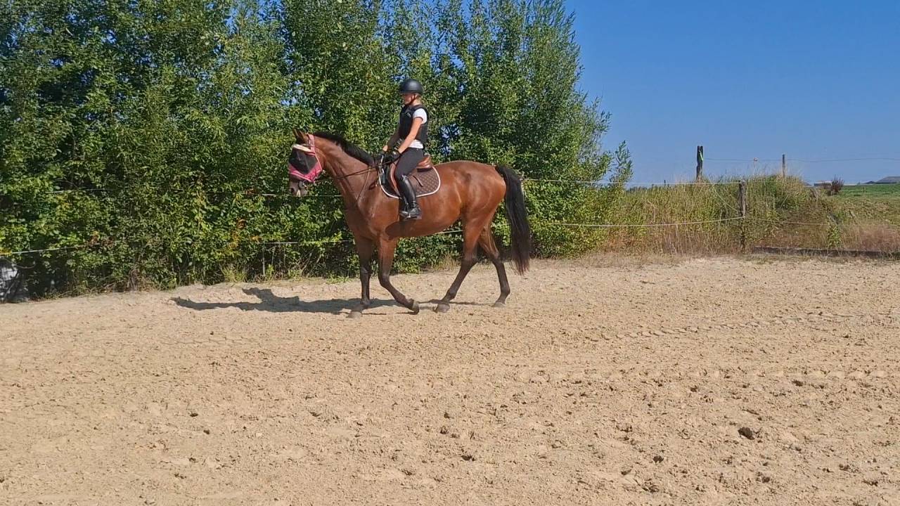 Jument de 5 ans à vendre