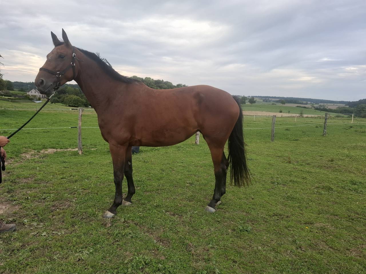 Jument de 5 ans à vendre