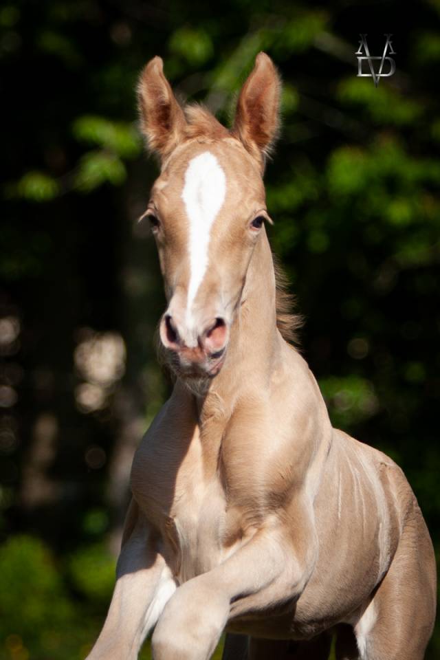 RARE : Poulain Pure Race Espagnole double perle