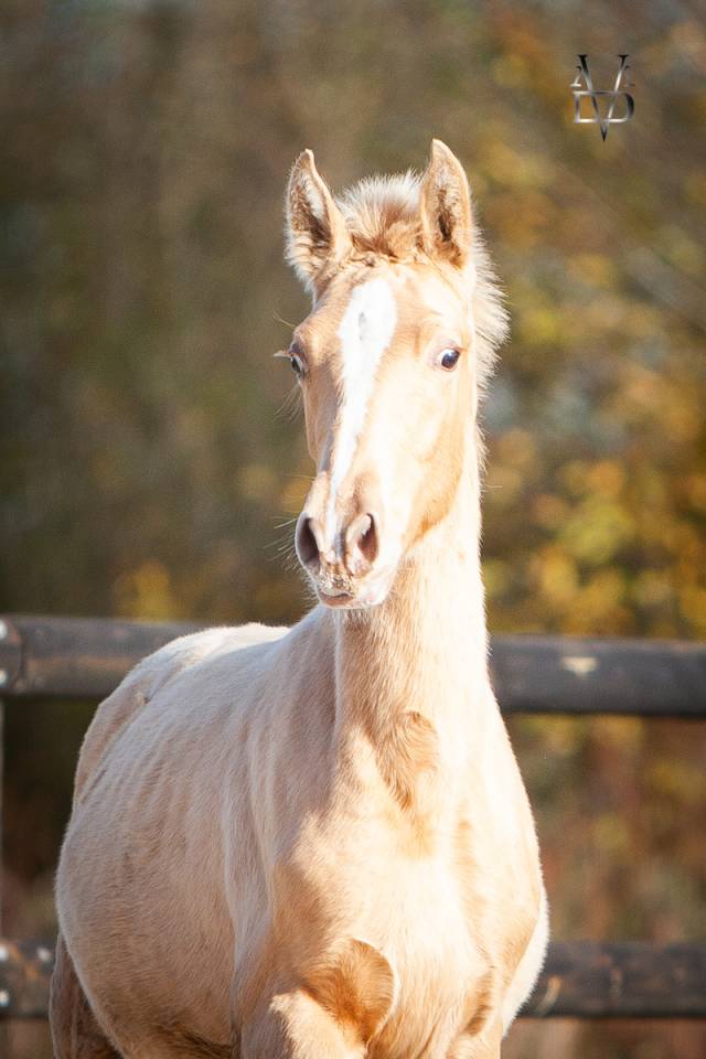 RARE : Poulain Pure Race Espagnole double perle