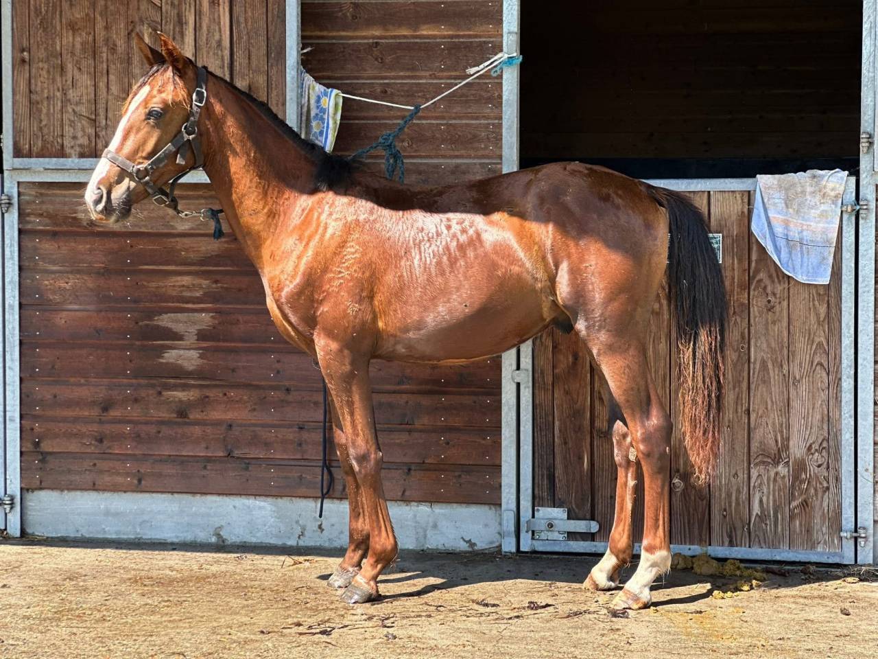 Poney OC (pfs) taille D, un an