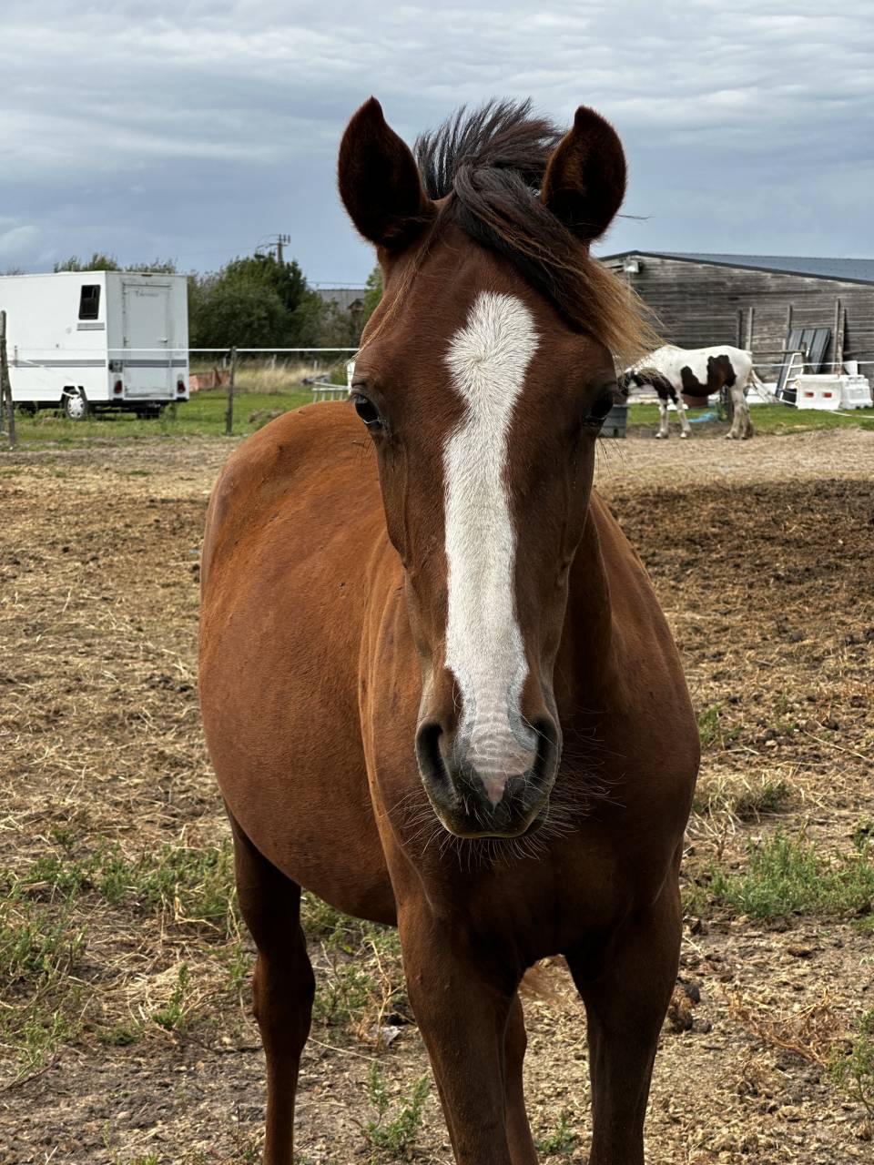 Poney OC (pfs) taille D, un an