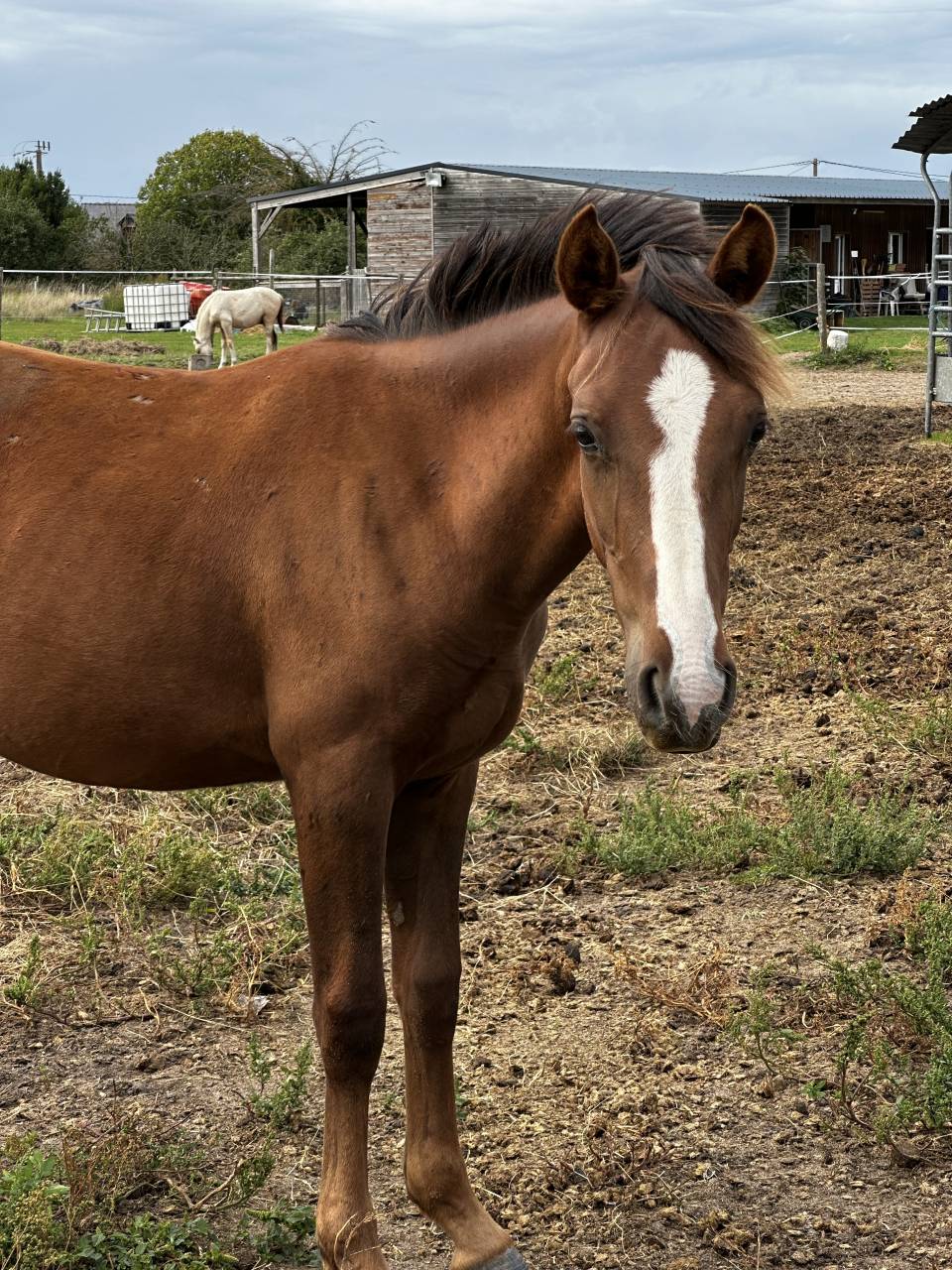 Poney OC (pfs) taille D, un an