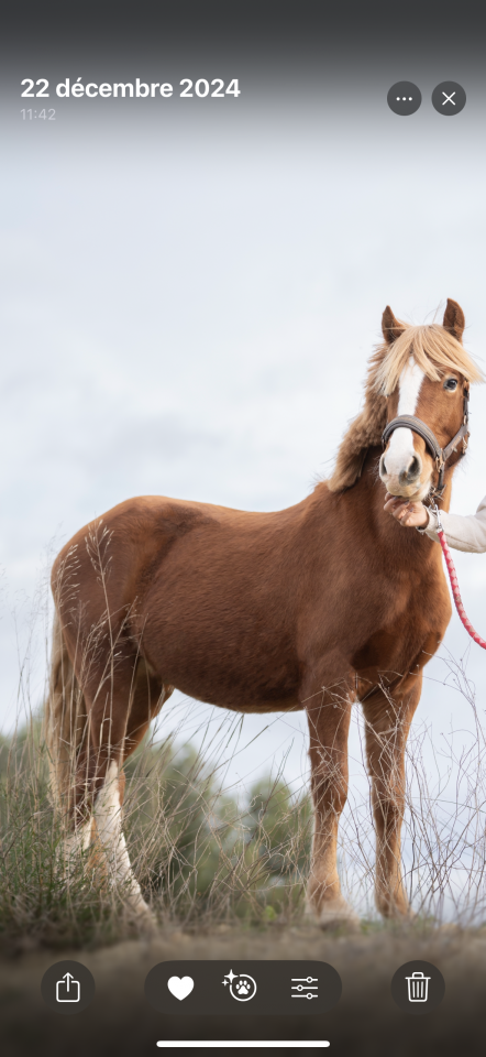 Poney à vendre ou à louer 