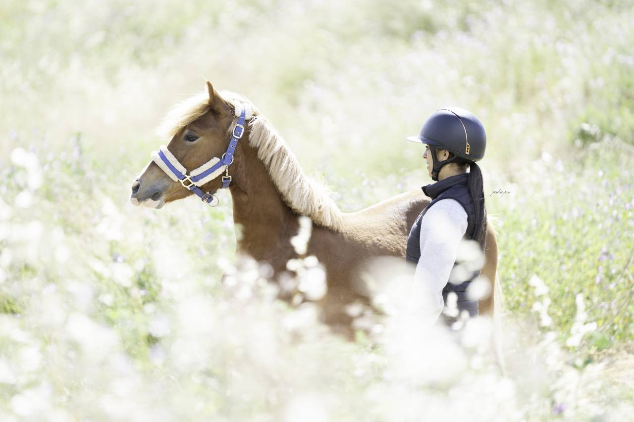 Poney à vendre ou à louer 