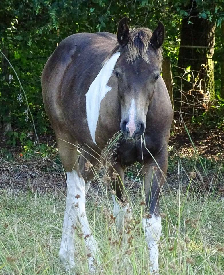 Poulain paint horse 