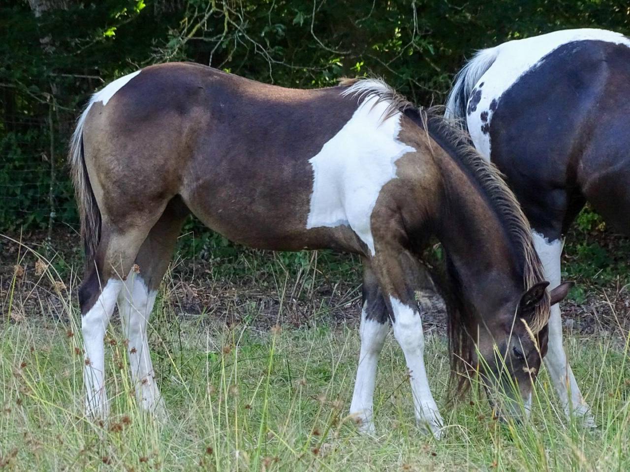 Poulain paint horse 