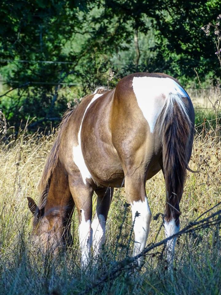 Poulain paint horse 