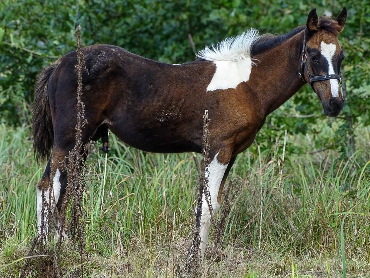 Poulain paint horse 