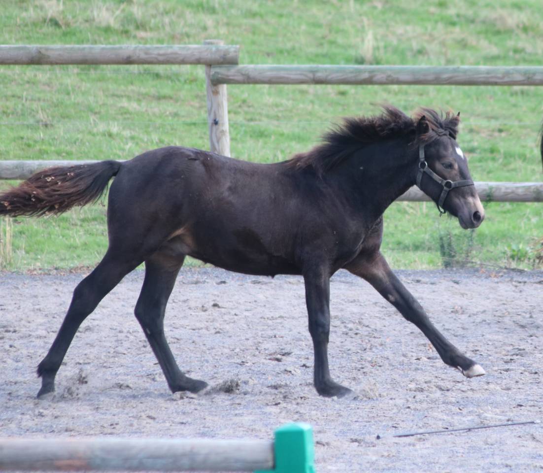 Poulain connemara isabelle brown