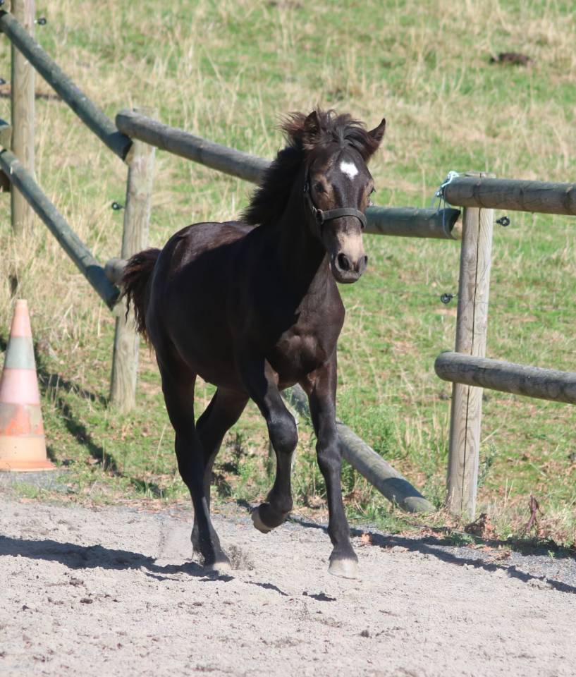 Poulain connemara isabelle brown
