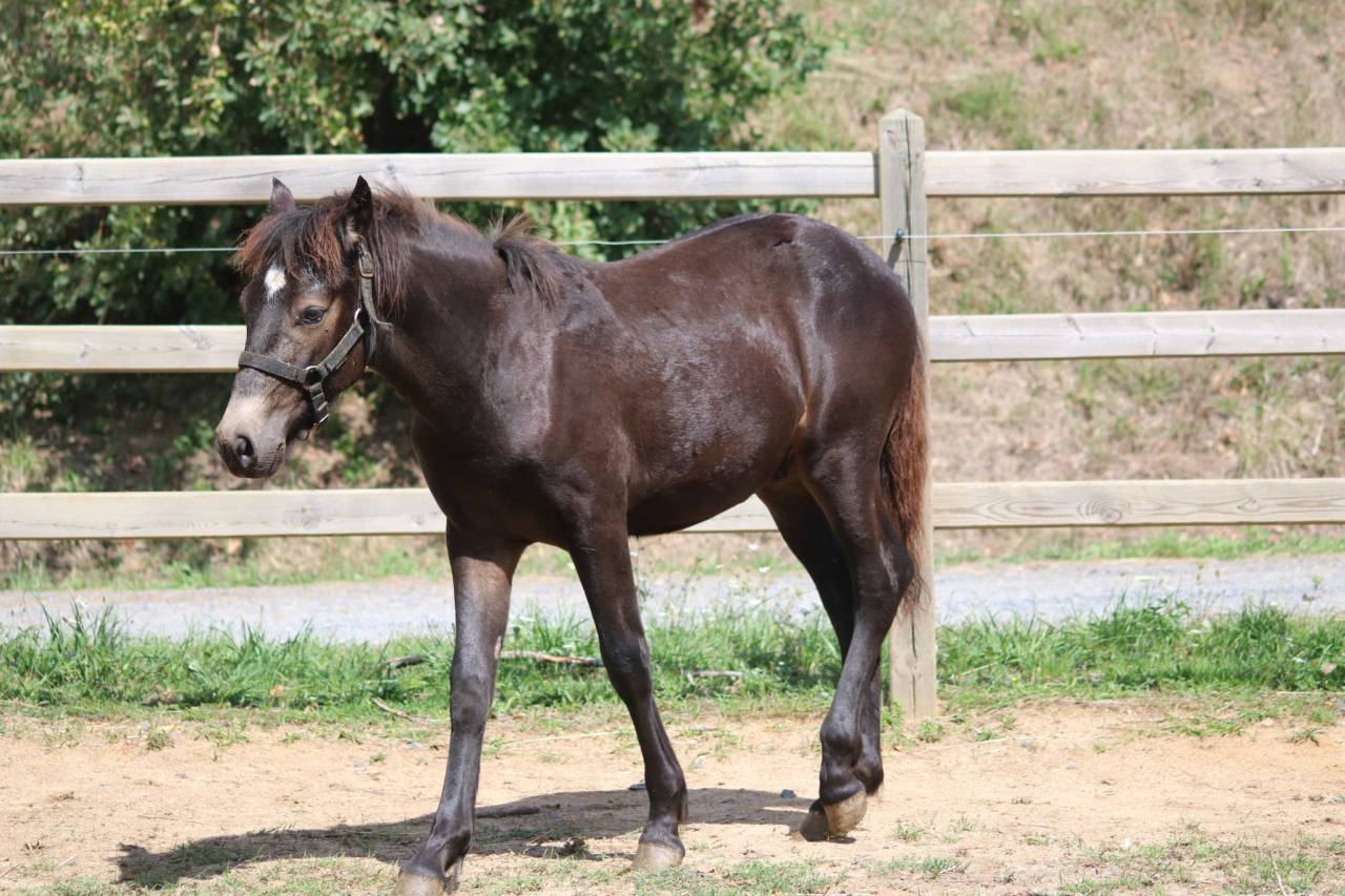 Poulain connemara isabelle brown