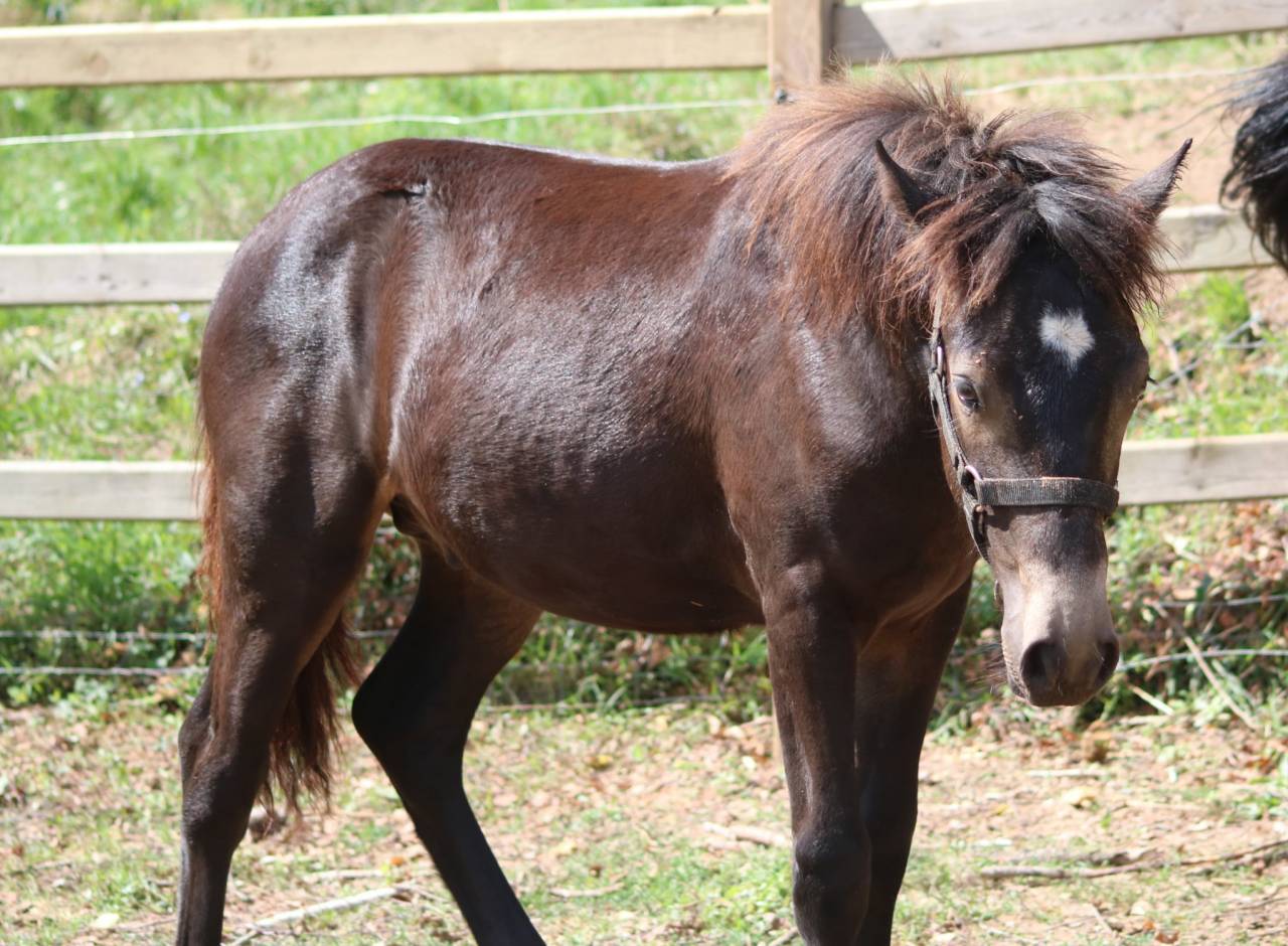 Poulain connemara isabelle brown