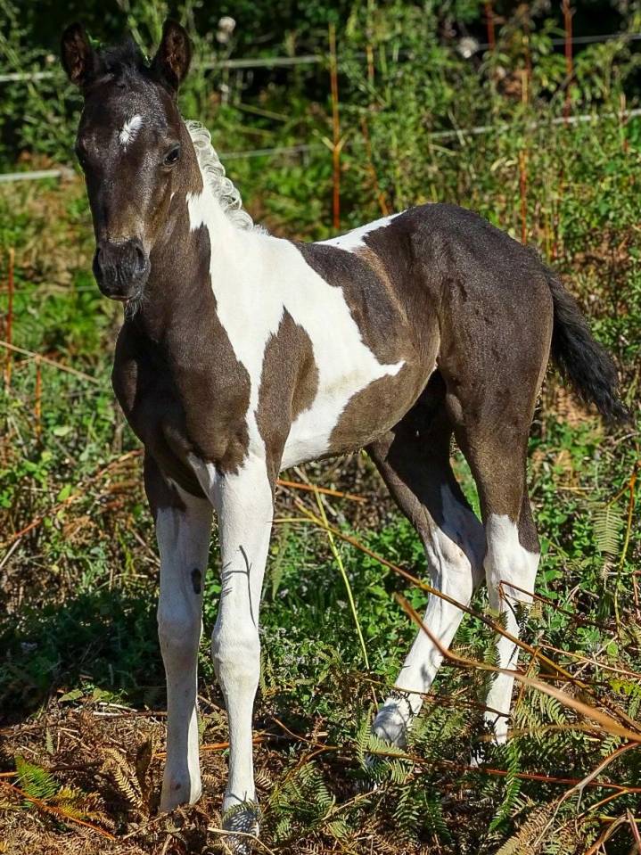 Poulain paint horse 