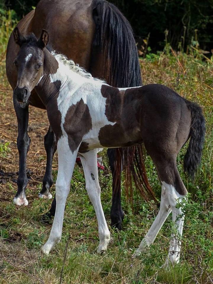 Poulain paint horse 