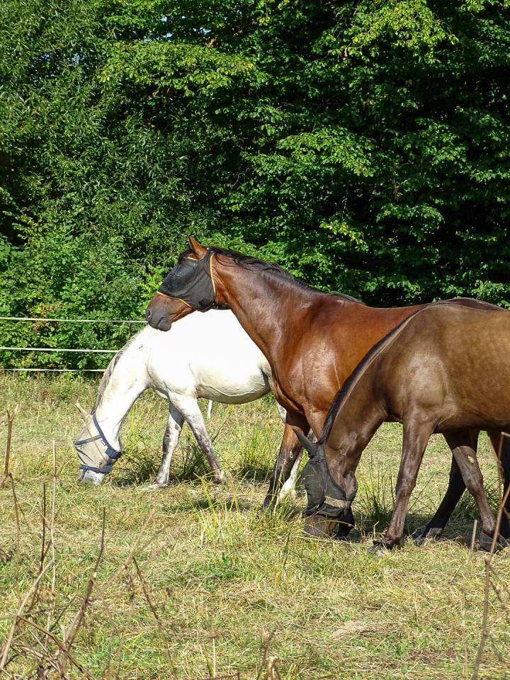 Pension familiale - &Eacute;curie AS Luck - 35190 Tinteniac