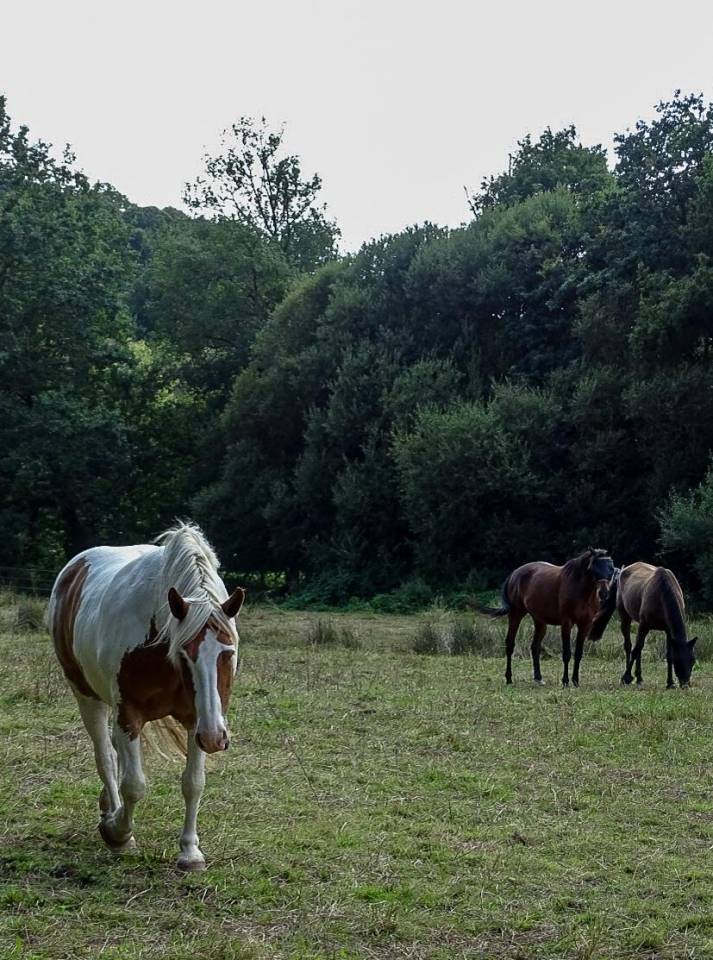 Pension familiale - &Eacute;curie AS Luck - 35190 Tinteniac