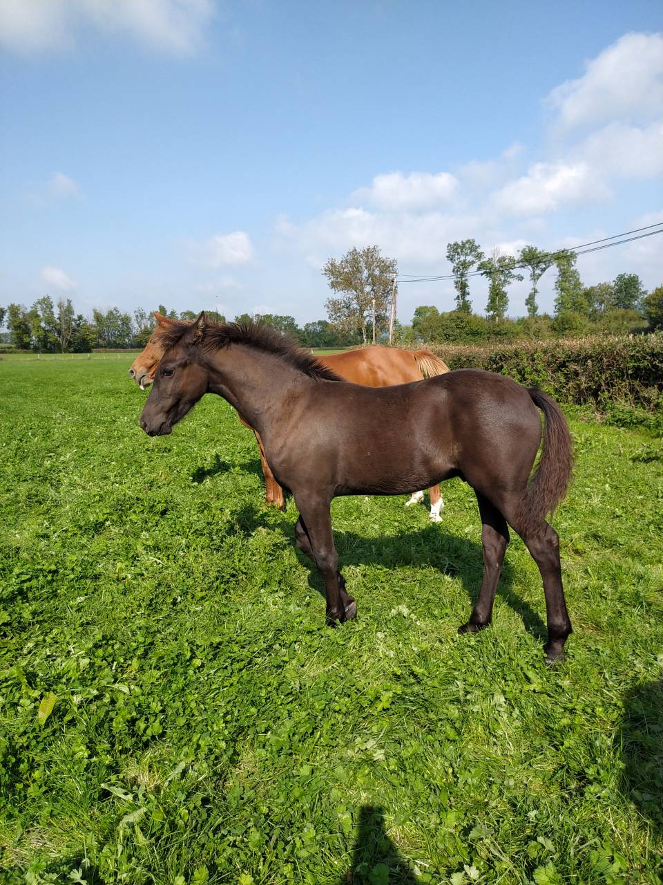 Poulain frison X dsa .