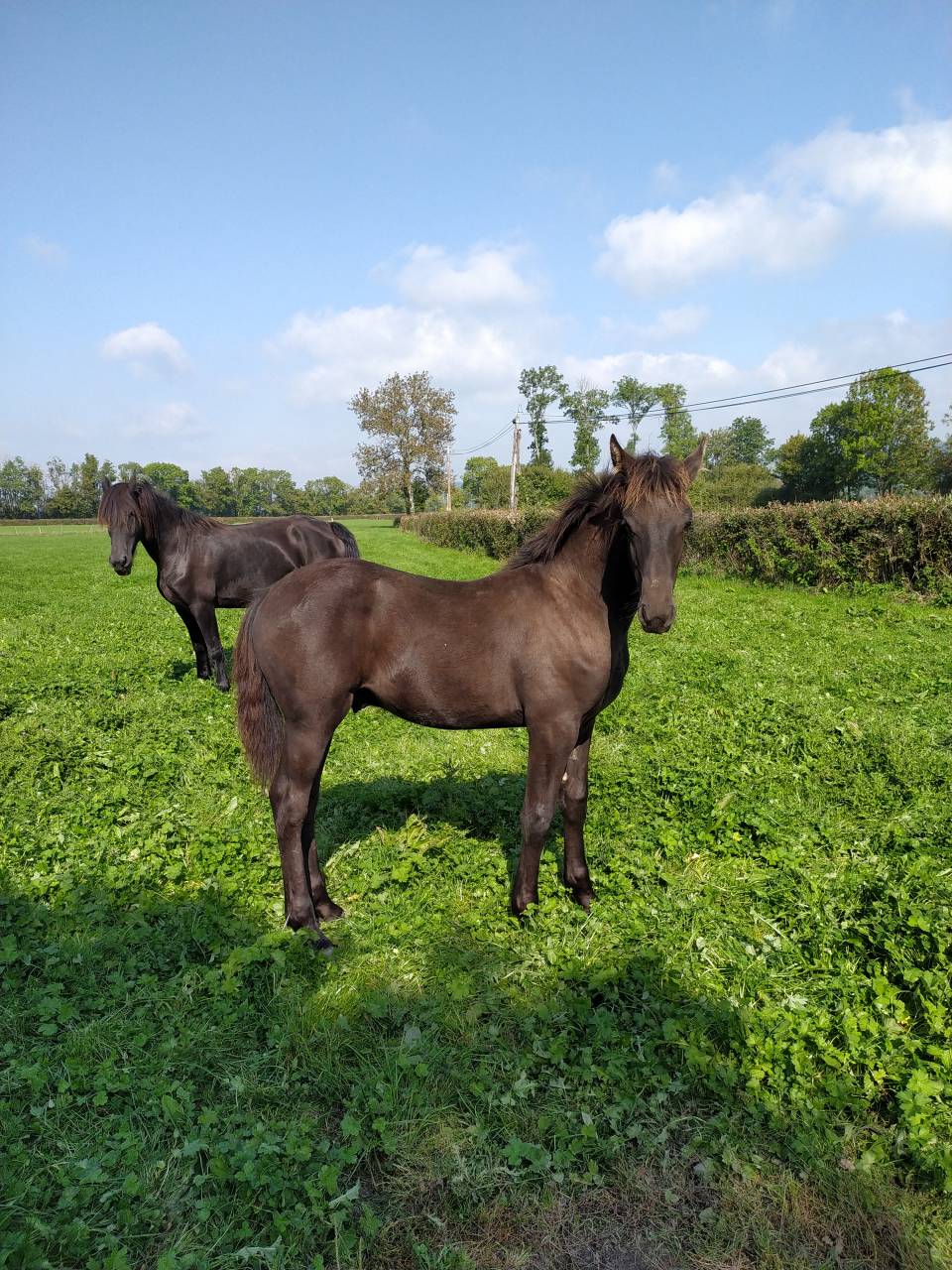 Poulain frison X dsa .