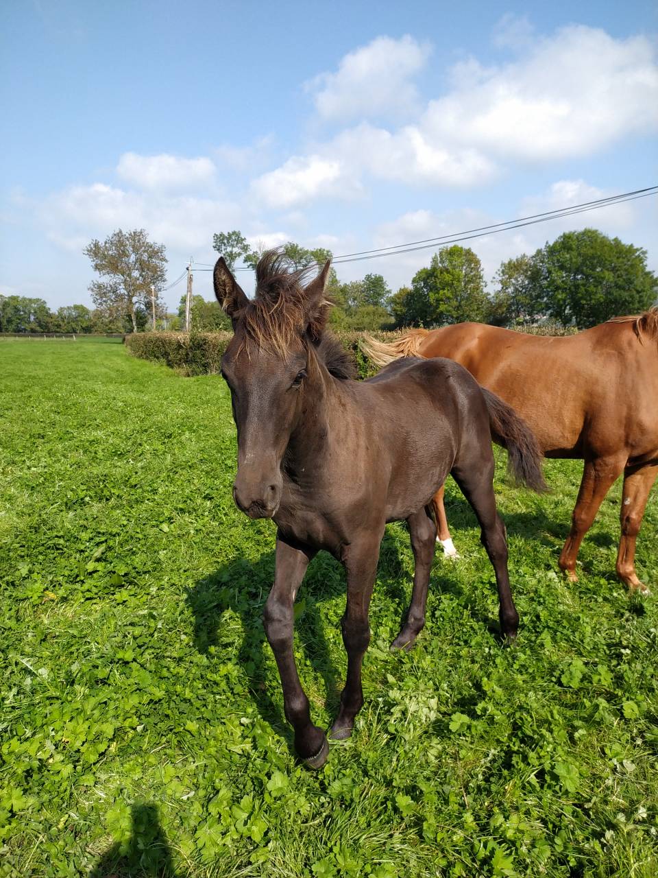 Poulain frison X dsa .