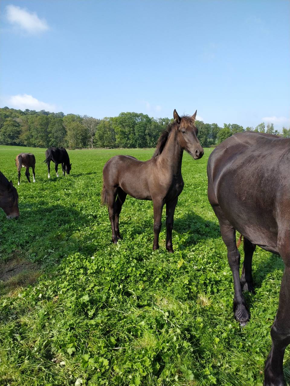 Poulain frison X dsa .