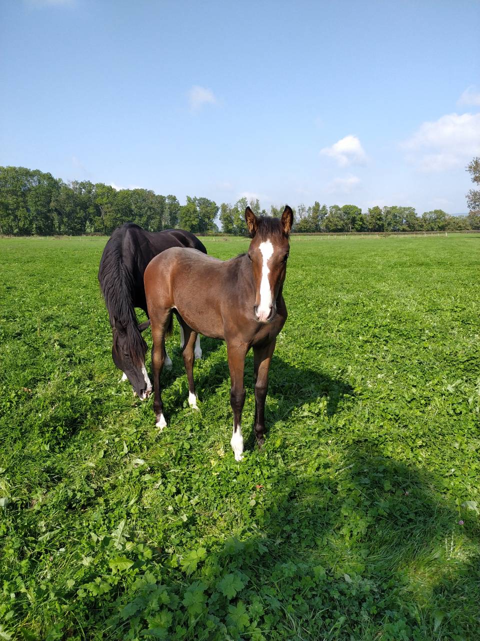 Poulain SF pleins papiers.