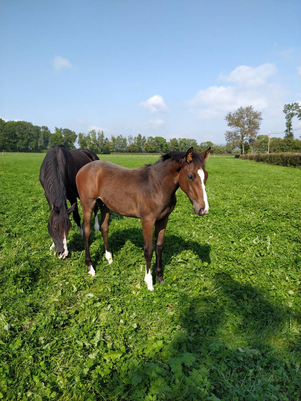 Poulain SF pleins papiers.