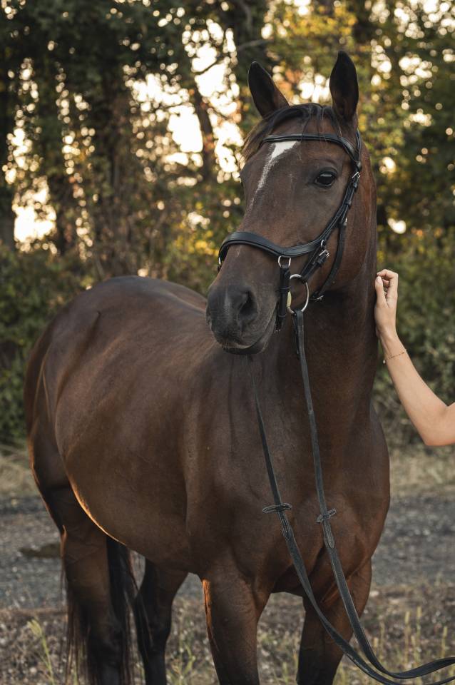 Jument pour maison 5 ⭐️ 