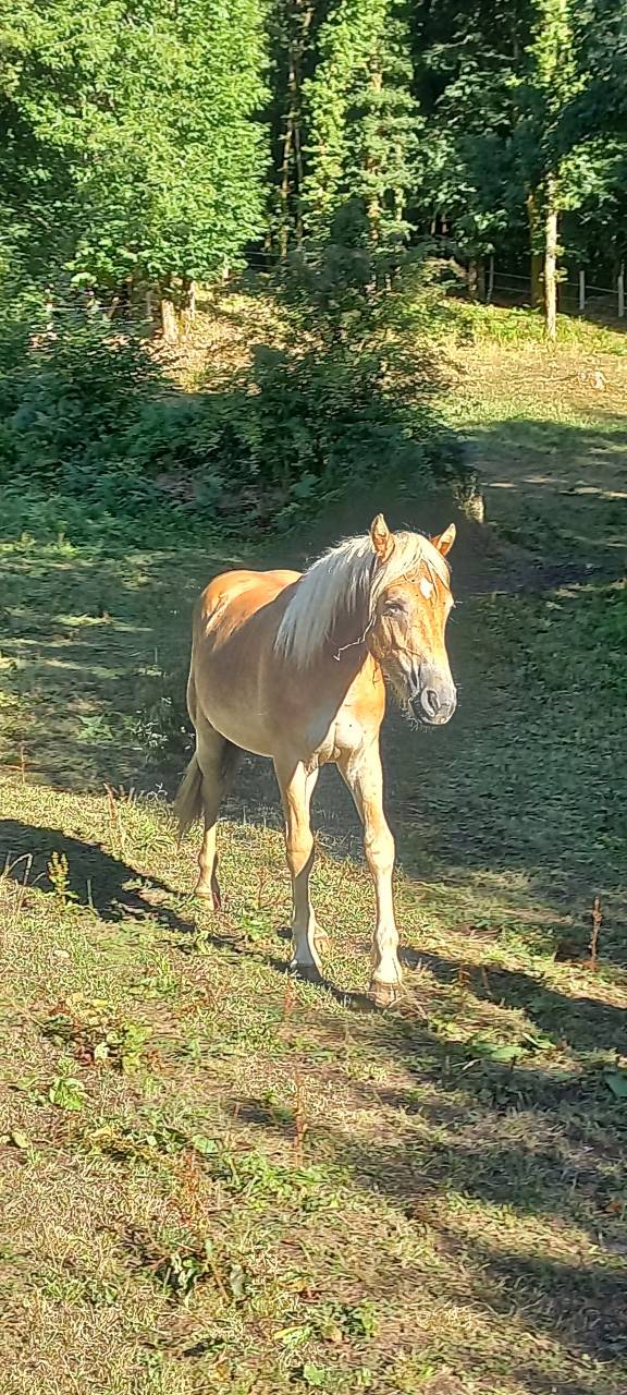 Poulain Haflinger PP lux père Morgenstern LIZ