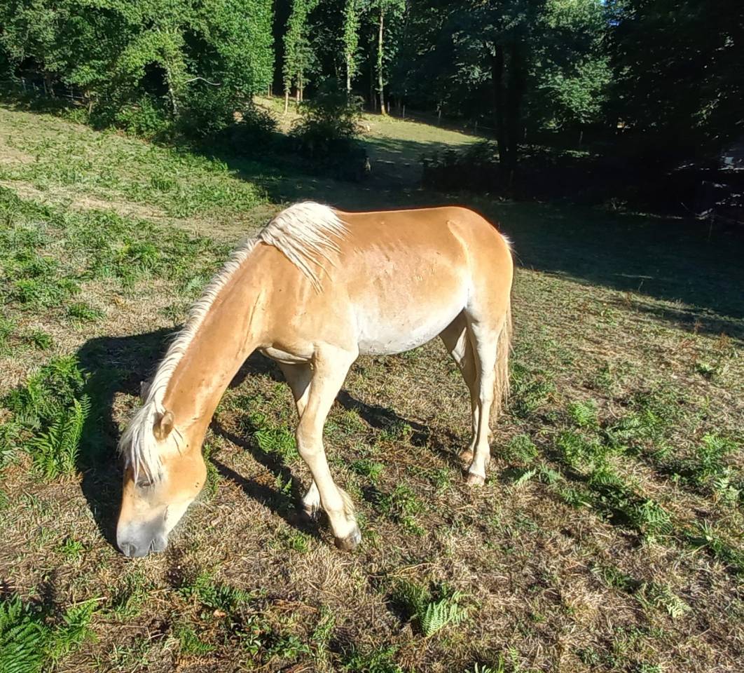Poulain Haflinger PP lux père Morgenstern LIZ
