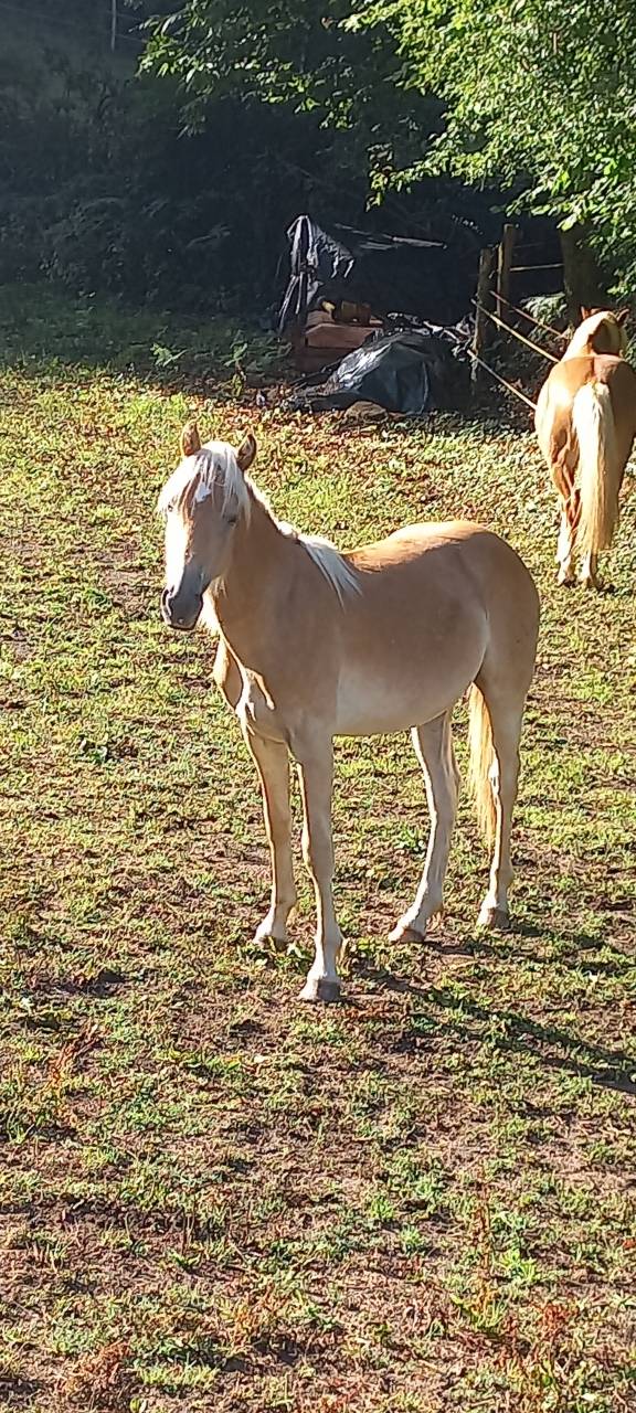 Poulain Haflinger PP lux père Morgenstern LIZ