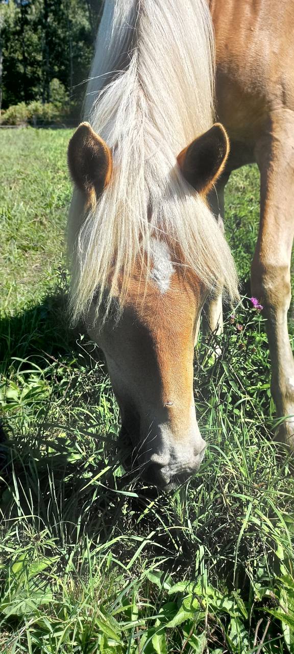 Pouliche haflinger PP LUX père Morgenstern LIZ