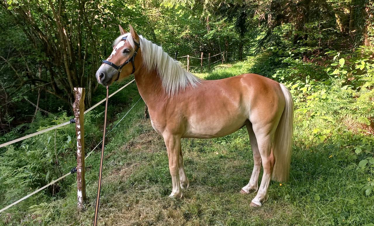 Haflinger jument 5 ans pré debourée