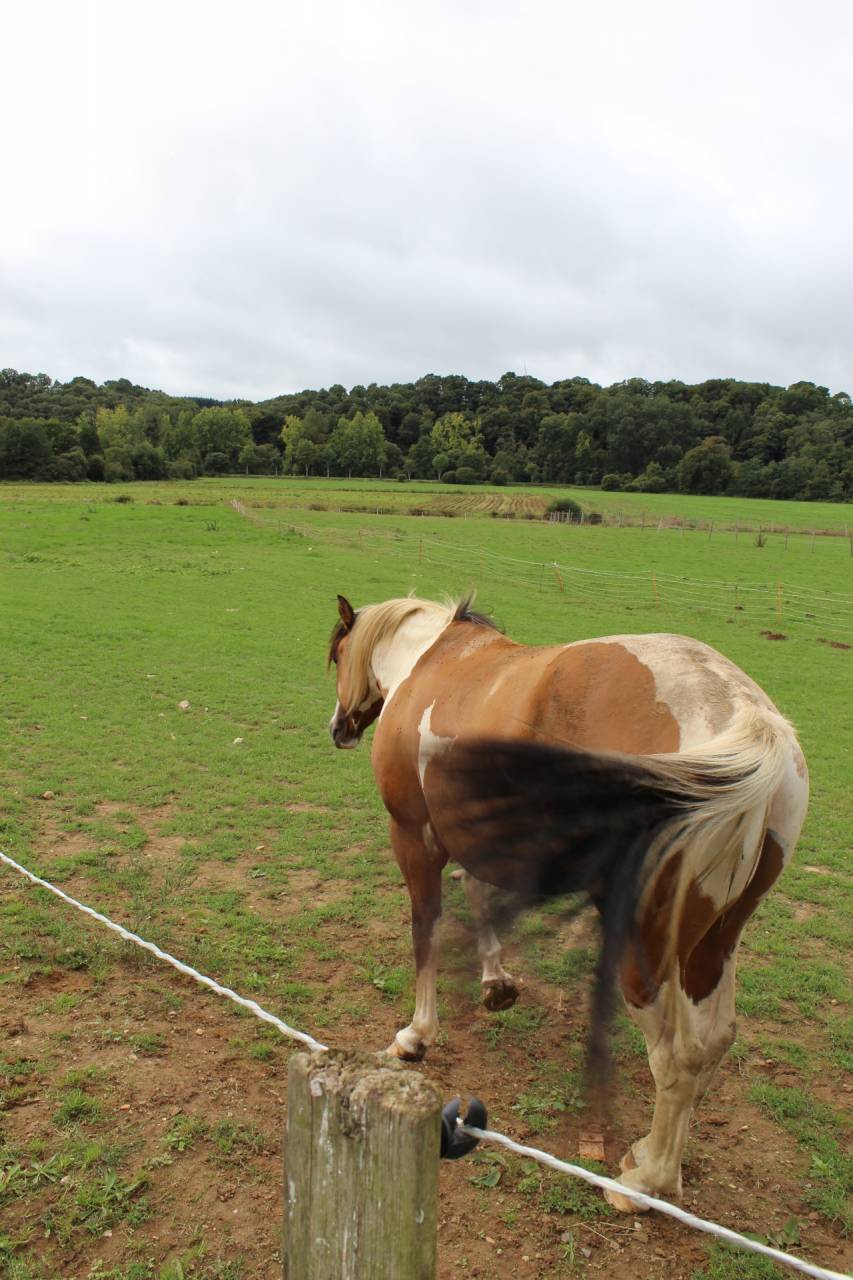 Poulain paint horse plein papiers